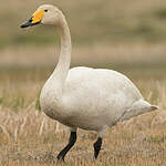 Cygne chanteur