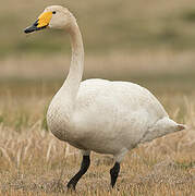 Whooper Swan