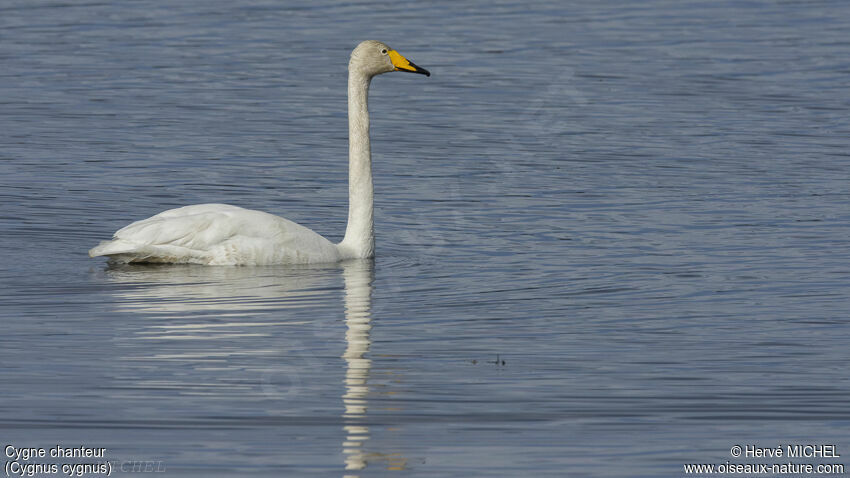 Whooper Swanadult