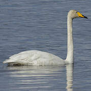 Whooper Swan