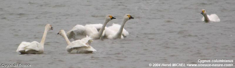 Cygne de Bewick