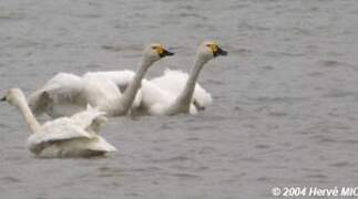 Cygne de Bewick