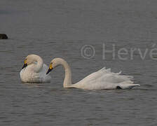 Tundra Swan