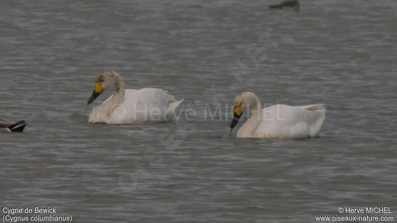 Cygne de Bewickadulte