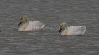 Tundra Swan