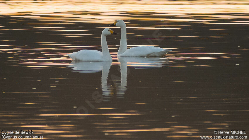 Cygne de Bewick