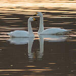 Cygne de Bewick