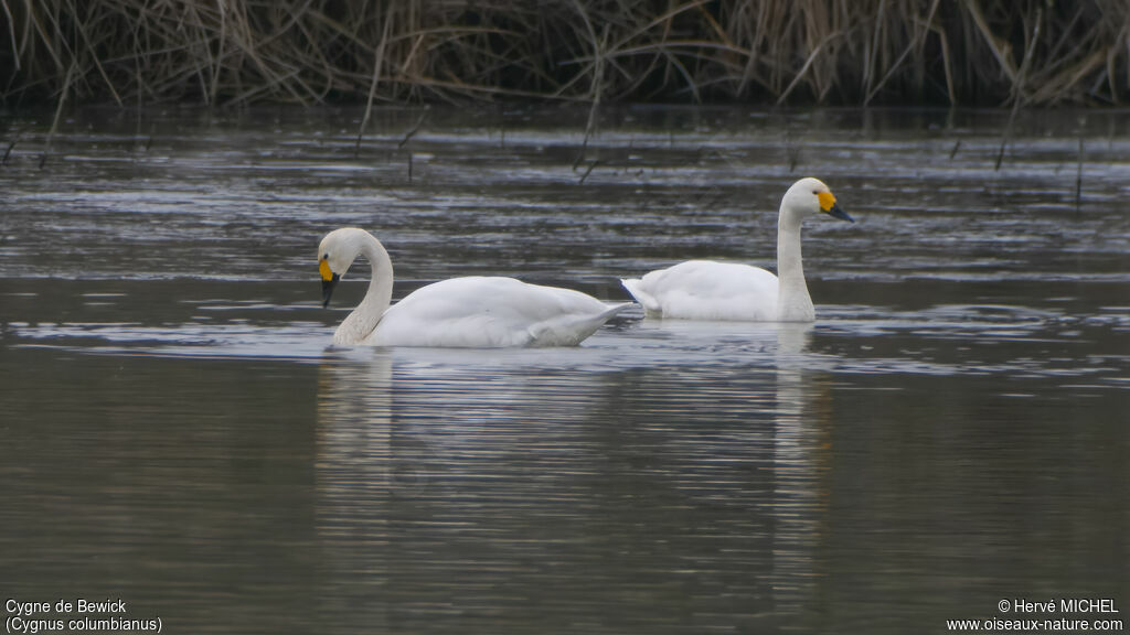 Tundra Swan