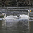 Cygne de Bewick