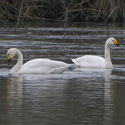 Tundra Swan