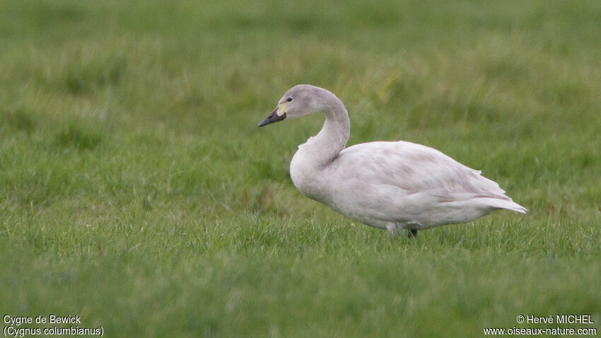 Cygne de Bewickimmature