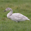 Cygne de Bewick