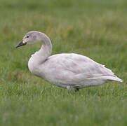 Tundra Swan