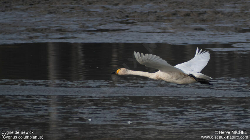 Cygne de Bewick