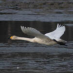 Cygne de Bewick