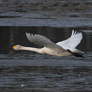 Tundra Swan