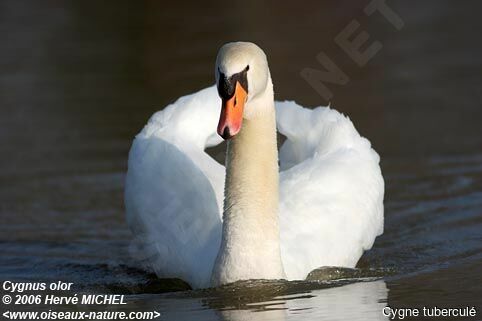 Cygne tuberculé mâle adulte