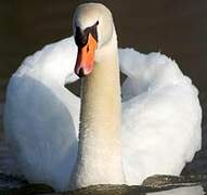 Cygne tuberculé