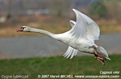 Cygne tuberculé mâle adulte