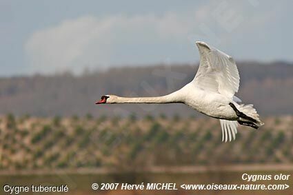 Cygne tuberculé mâle adulte nuptial