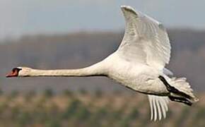 Cygne tuberculé