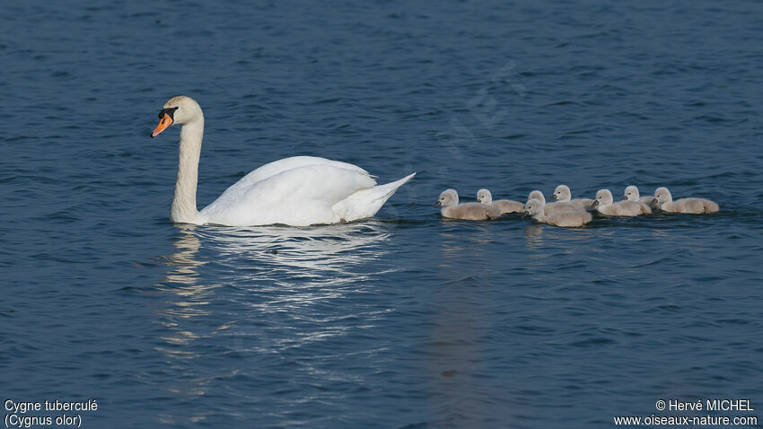 Mute Swan