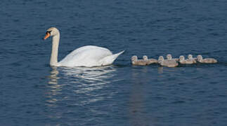 Cygne tuberculé