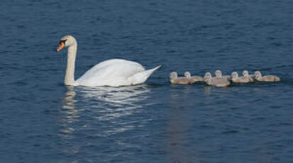 Cygne tuberculé