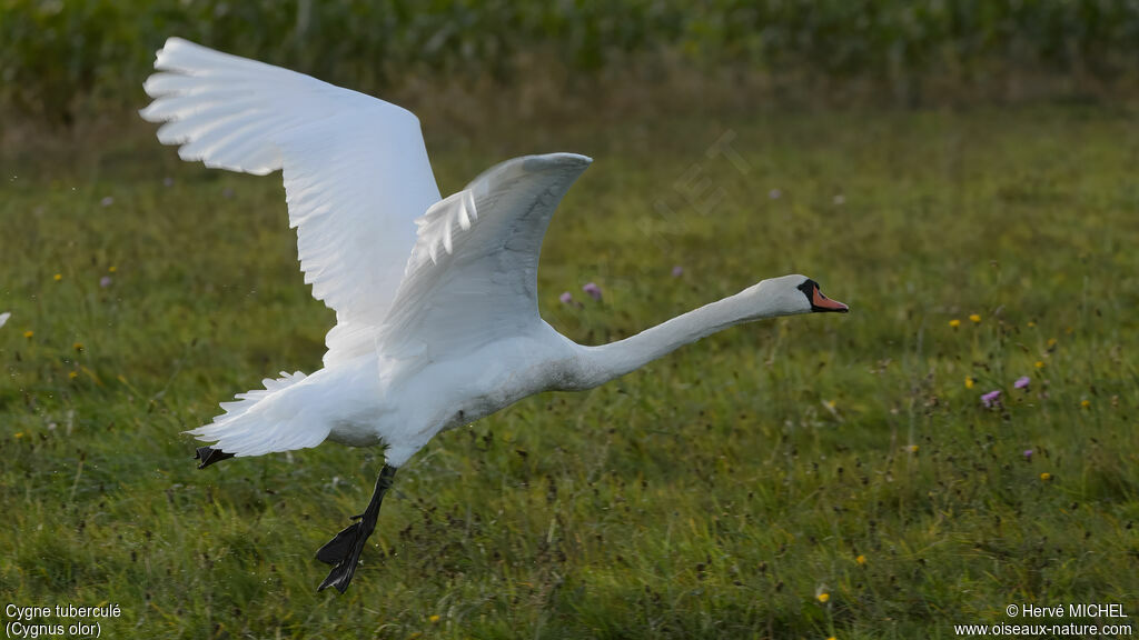 Mute Swan