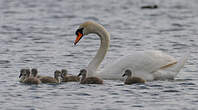 Cygne tuberculé