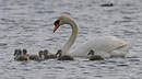 Cygne tuberculé