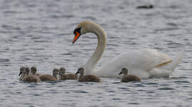 Cygne tuberculé