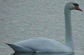 Cygne tuberculé