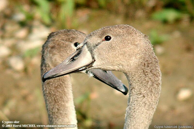 Mute Swan