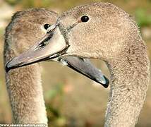 Mute Swan