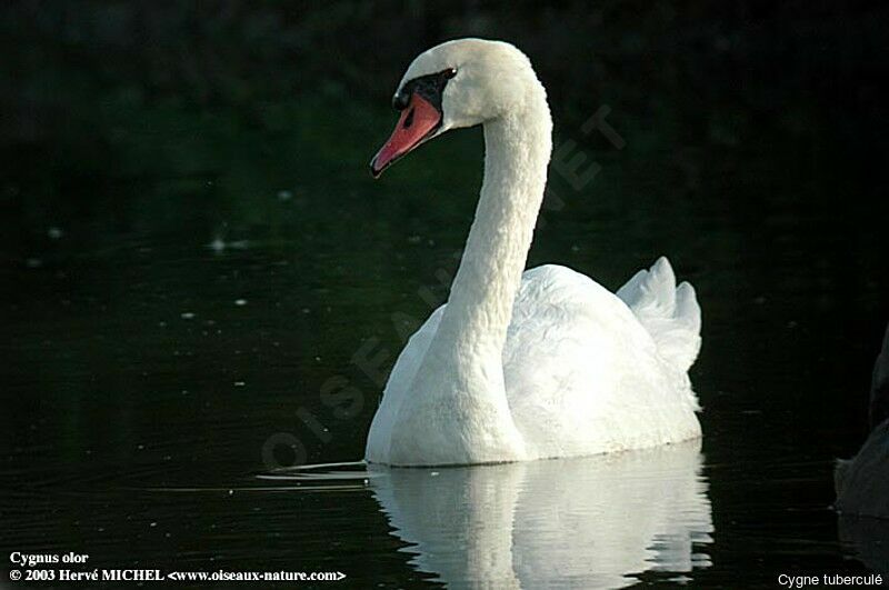 Cygne tuberculé