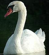 Cygne tuberculé