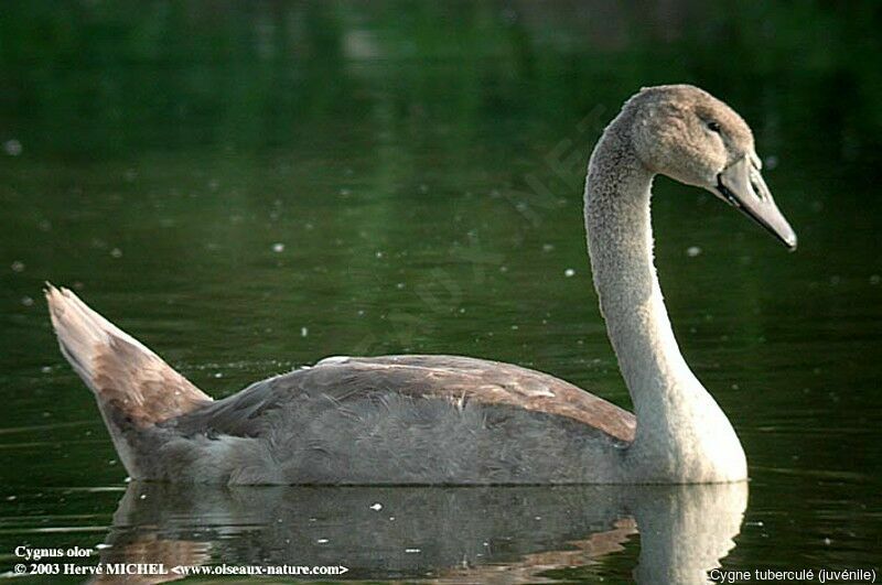 Cygne tuberculé