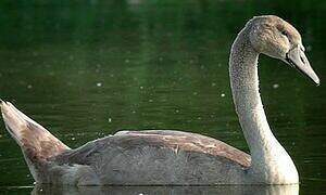 Cygne tuberculé