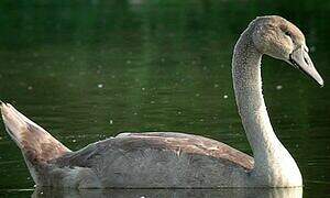 Mute Swan