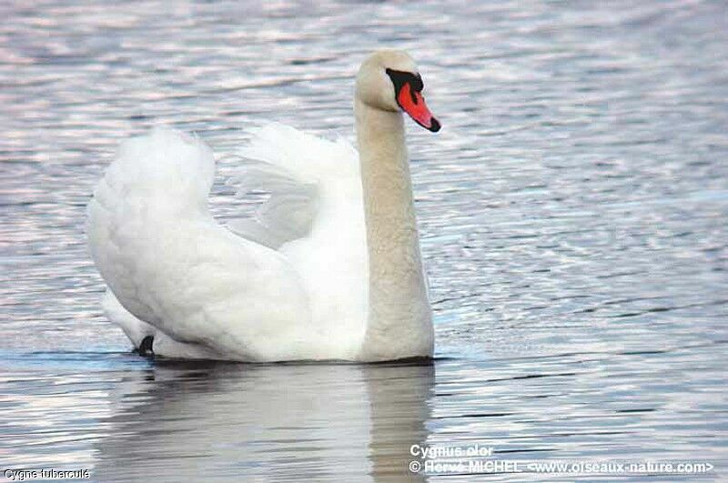 Cygne tuberculé