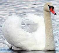 Cygne tuberculé