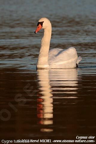 Cygne tuberculé