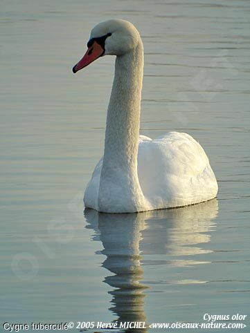 Mute Swan