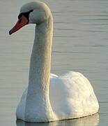 Cygne tuberculé