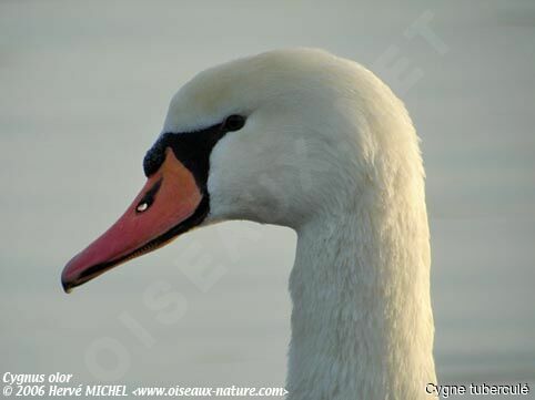 Mute Swan