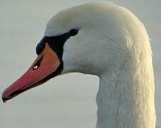 Cygne tuberculé