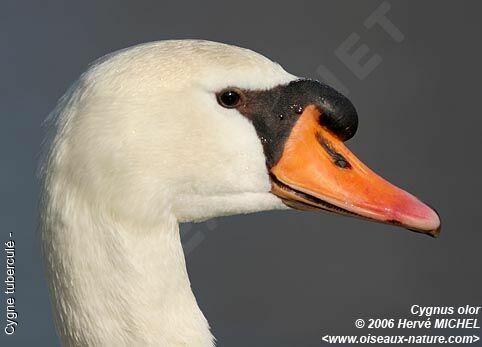 Cygne tuberculé mâle adulte