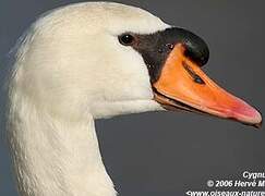 Cygne tuberculé