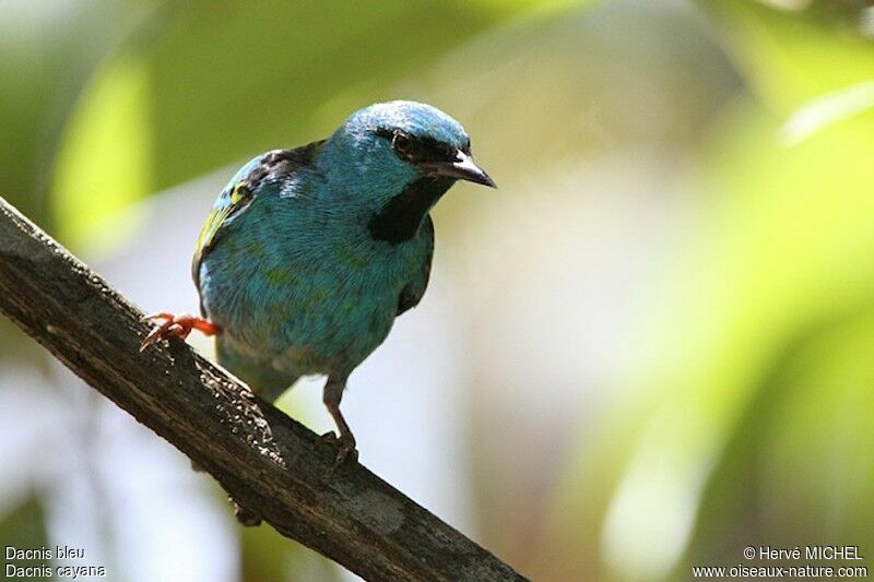 Dacnis bleu mâle immature, identification